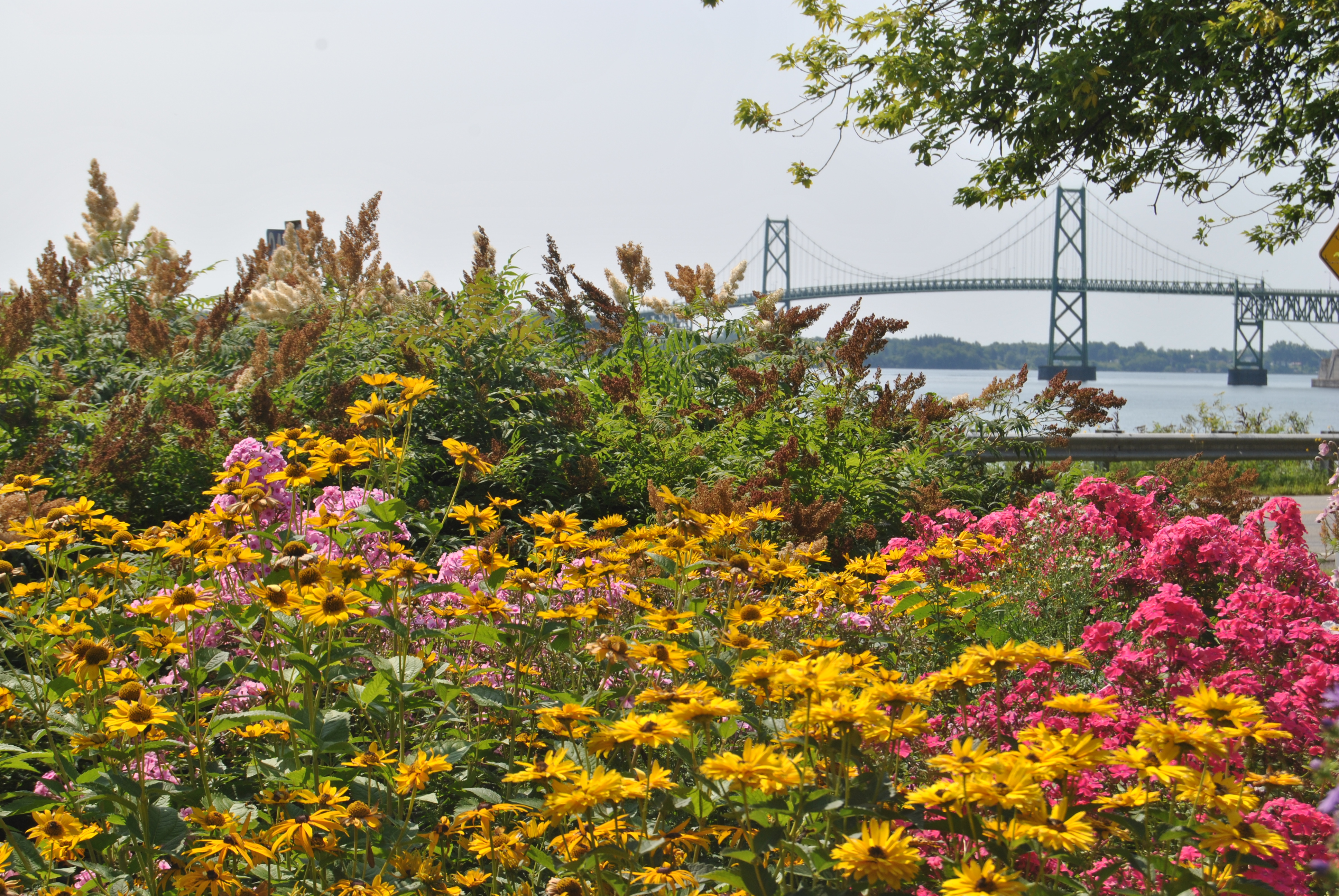 Flowers along the St. Lawrence River facing an international bridge